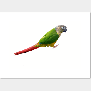 Conure Posters and Art
